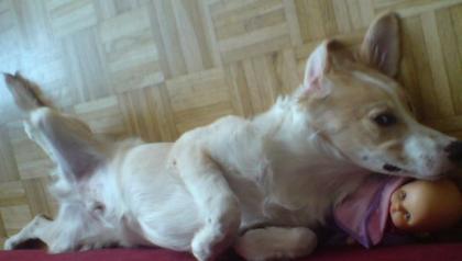Labrador-Goldenretriever Welpe