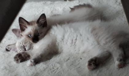 2 Heilige Birma Kitten Katzen abholbereit