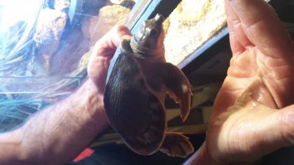 Absolute Rarität Carrettochelys insp. 20cm