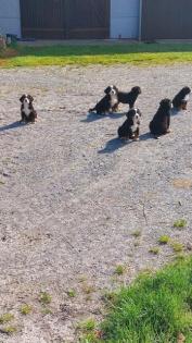 Berner Sennenhund Welpen