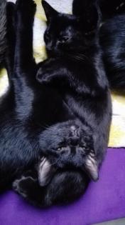. sechs süße kitten Suchen.