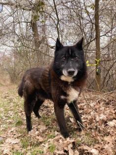 Venom. aktiver, lieber Hundeopi