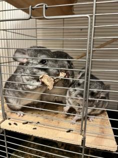 Chinchilla Babys, Weibchen und Männchen