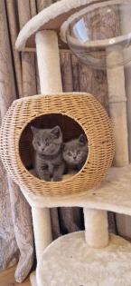 Bkh- kitten Bkh-kitten