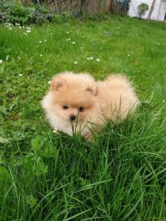 Pomeranian - Zwergspitz, Welpen. Reinrassig mit Papieren.