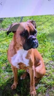 Reinrassige Boxer-Welpen