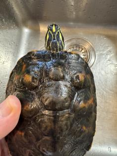 Wasserschildkröte Pseudemys Nelsoni