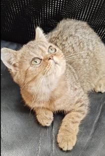 Süße bkh Kittens suchen liebevolle Zuhause