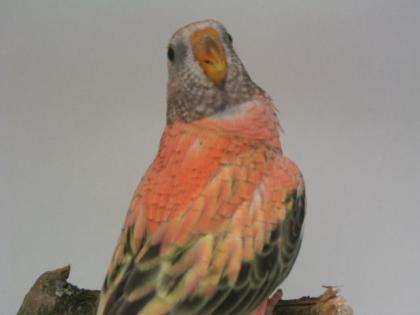 Bourkesittiche