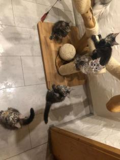 Reinrassige Maine Coon Kitten mit Stammbaum sind auf der Suche.