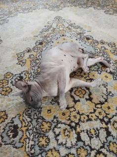 Deckkater Don Sphynx.