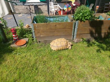 Spornschildkröte / Schildkröte
