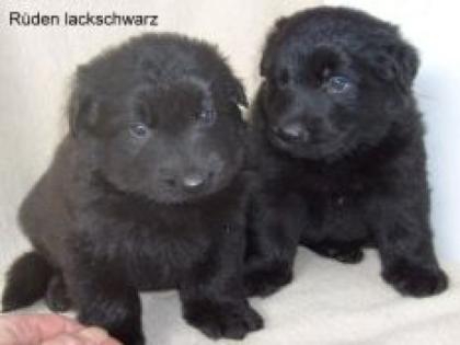 Zuckersüße Altdeutsche Schäferhund Welpen, lackschwarz Pforzheim