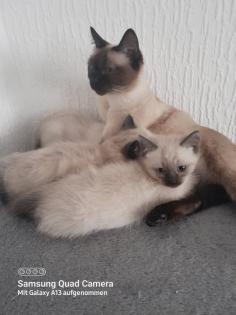 Süsse siam kitten verkaufen