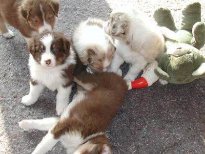 Wir erwarten Australian Shepherd Aussie Welpen