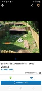 Griechische Landschildkröten Weiblich
