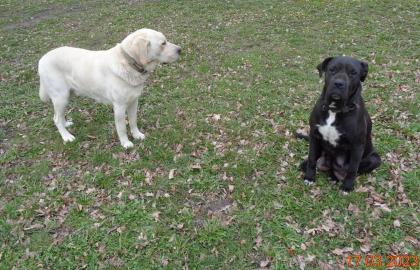 Mischlingswelpen, Cane Corso, Labrador, Dogge