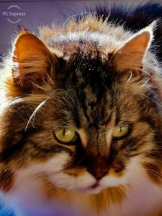 OHNE KATZE KATER ist es, wie ein GARTEN ohne BLUMEN