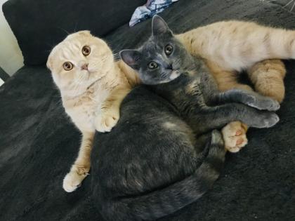 Scottish fold Kitten britisch Kurzhaar Bkh