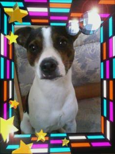 Jack Russel Rüde 2 Jahre alt