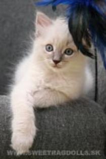 Ragdoll kittens