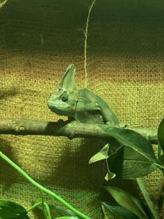 Jemenchamäleon mit Terrarium