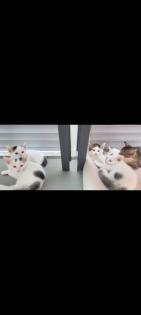 Katzen babys suchen schönes zu hause