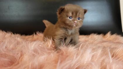Bkh Kitten in seltener Farben. Stammbaum