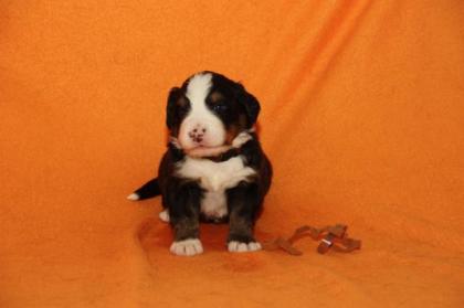 Berner Sennenhundwelpen