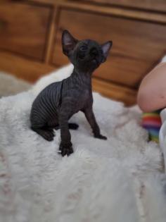 Sphynx katze