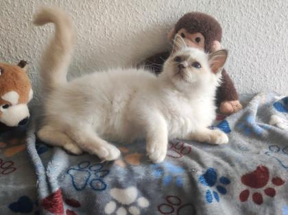 Heilige Birma m/w mit Stammbaum