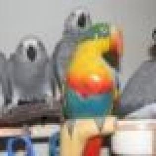 Parrots and eggs for sale