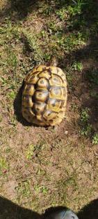 Griechische landschildkröten