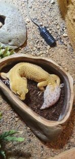 4 Geckos samt Terrarium