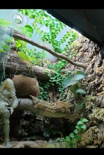 Schildkröte abzugeben - PLATZ VOR PREIS