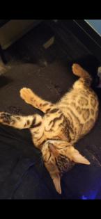 Bengalkitten 9. Woche