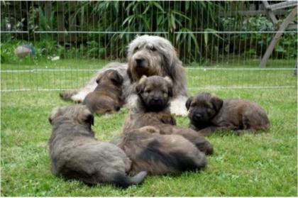 Gos dAtura - Katalanische Schäferhunde - Welpen