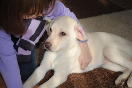 Reinrassige Labrador Hündin 12 Wochen alt.