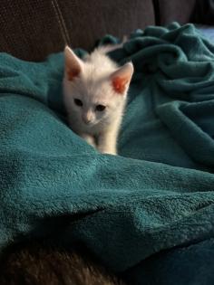 6 kleine Kitten weiß und getigert suchen ein liebevolles zu Hause