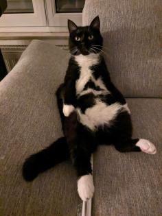 Katze vermisst in Öhringen-Nord