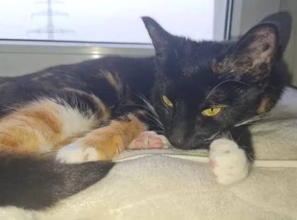 Ruhige, zurückhaltende Katze abzugeben Liebevolles Zuhause gesucht
