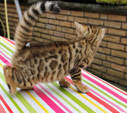 Atemberaubende Bengalkitten
