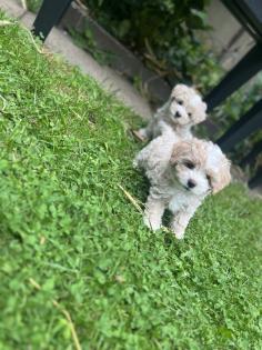 Süße Maltipoo Welpen