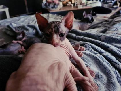 Reinrassige Sphynxbabys