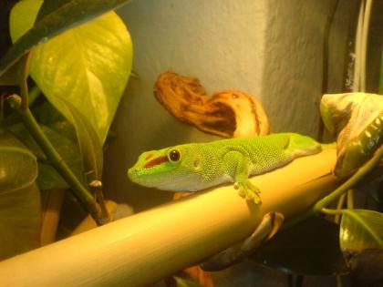Großer Madagaskar-Taggecko / Phelsuma Grandis Männchen abzugeben