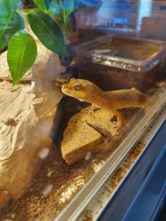 Leopardgeckos und Terrarium
