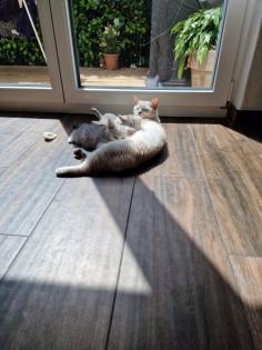Reinrassige British Kurzhaar BKH Weiß-Grau Whiskas look