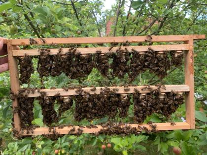 Bienenkönigin Carnica, Bienenvolk, Bienenableger, Honig