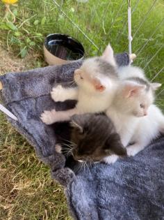 Türkisch Angora Mix