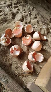 10 Bruteier Zwergwyandotten Zwerg Brut Eier Huhn